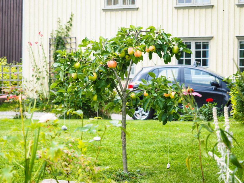 Kleine bomen voor het zelf vormen van je tuin